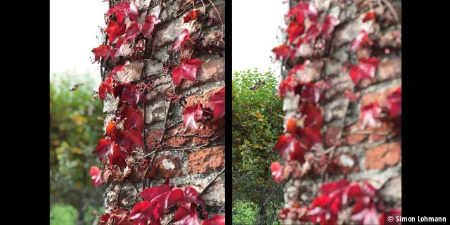 Mit Focos können Sie entscheiden, ob der Fokus auf den Bäumen im Hintergrund liegen soll oder lieber auf den roten Blättern im Vordergrund.