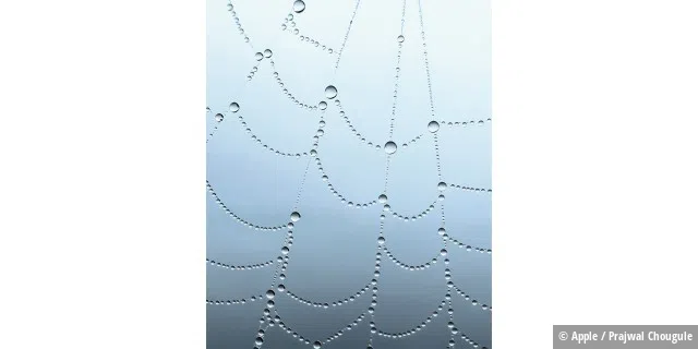 Regen und Nebel im Spinnennetz