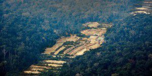 Apple kauft angeblich illegales Gold in Amazonien